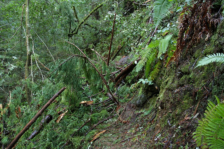 Tree-fall on the Skyline to the Sea Trail