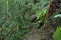 Tree-fall on the Skyline to the Sea Trail