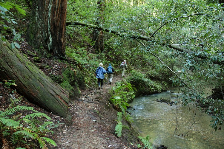 Skyline to the Sea Trail and West Waddell Creek