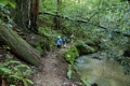 Skyline to the Sea Trail and West Waddell Creek