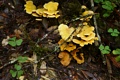 Fungus