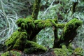 Mossy wood