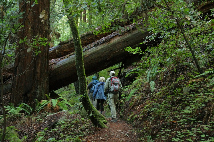 Skyline to the Sea Trail