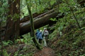 Skyline to the Sea Trail