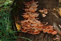 Turkeytail fungus