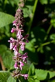 Hedge nettle