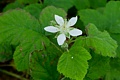 Berry flower