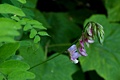 Wild pea