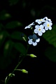 Forget-me-not