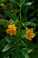 Bush monkeyflower