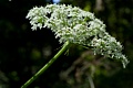 Cow parsnip