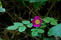 California wild rose