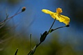 Bush poppy