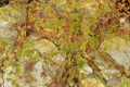 Lichen