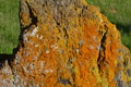 Lichen