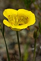 Mariposa Lily