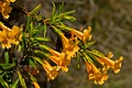 Sticky Monkeyflower