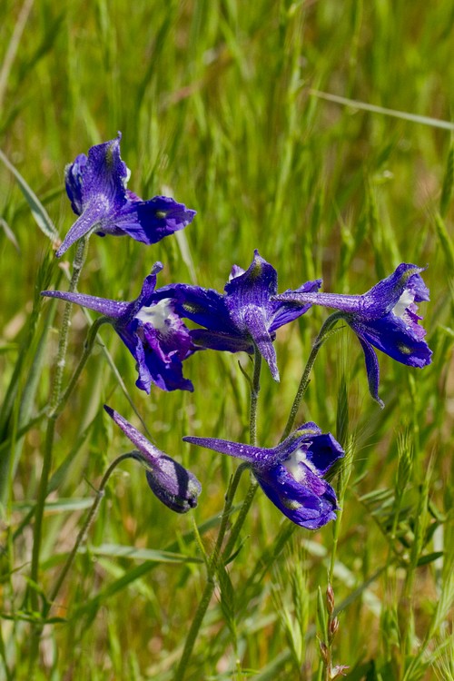 Royal Larkspur