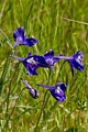 Royal Larkspur