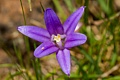 Harvest Brodiaea