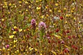 Edgewood Park wildflowers