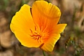 California Poppy