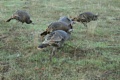 Wild Turkeys