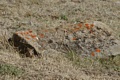 Ground squirrel