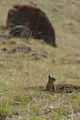 Ground squirrel