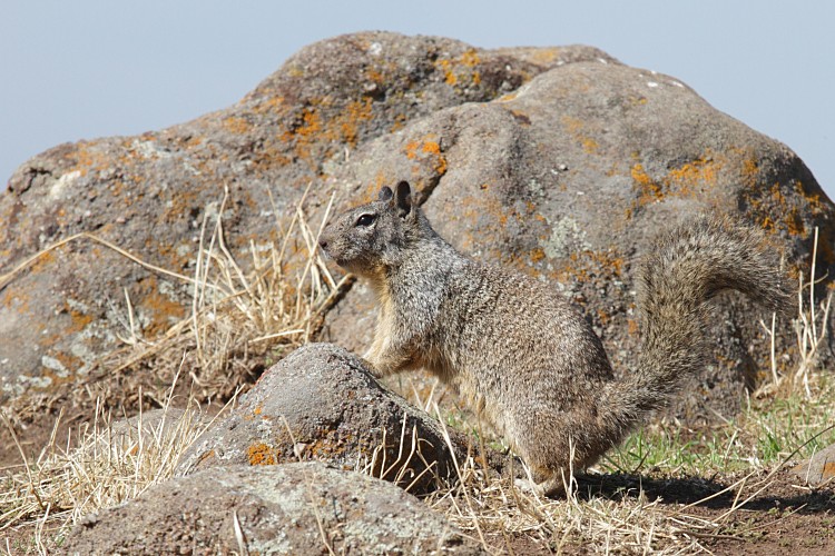 Ground squirrel