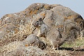 Ground squirrel