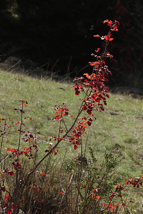 Poison oak