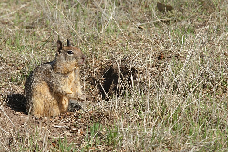 Ground squirrel