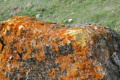 Lichen
