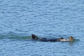 California Sea Otter - swimming