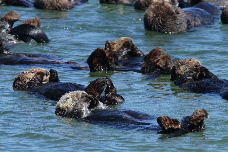 Raft of California Sea Otters