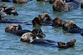 Raft of California Sea Otters