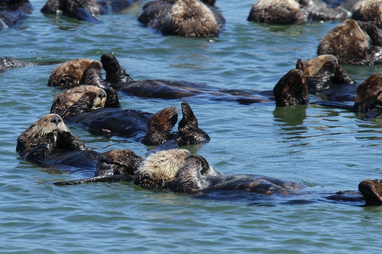 Raft of California Sea Otters