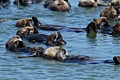 Raft of California Sea Otters