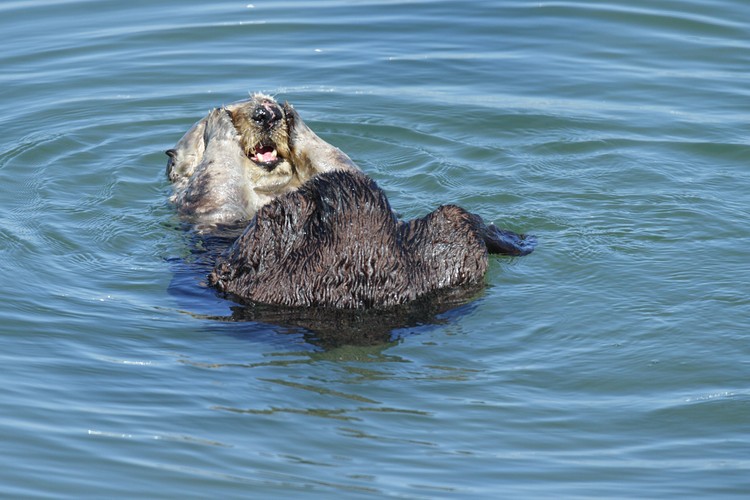 California Sea Otter - grooming