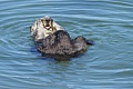 California Sea Otter - grooming