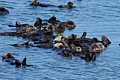 Raft of California Sea Otters