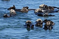 Raft of California Sea Otters