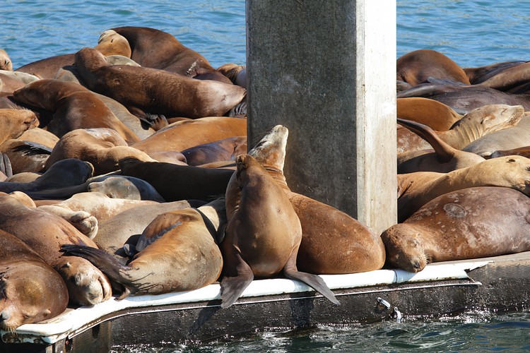 California Sea Lions