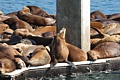 California Sea Lions