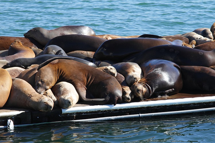 California Sea Lions