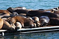 California Sea Lions