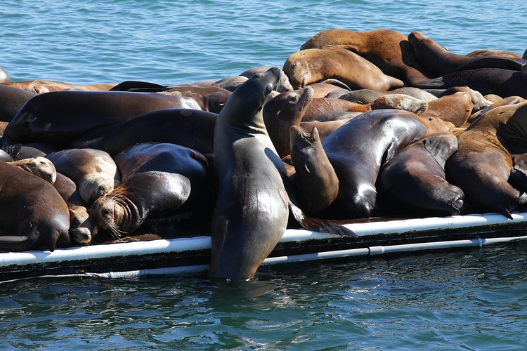 California Sea Lions