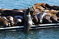 California Sea Lions