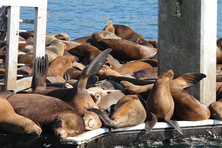 California Sea Lions